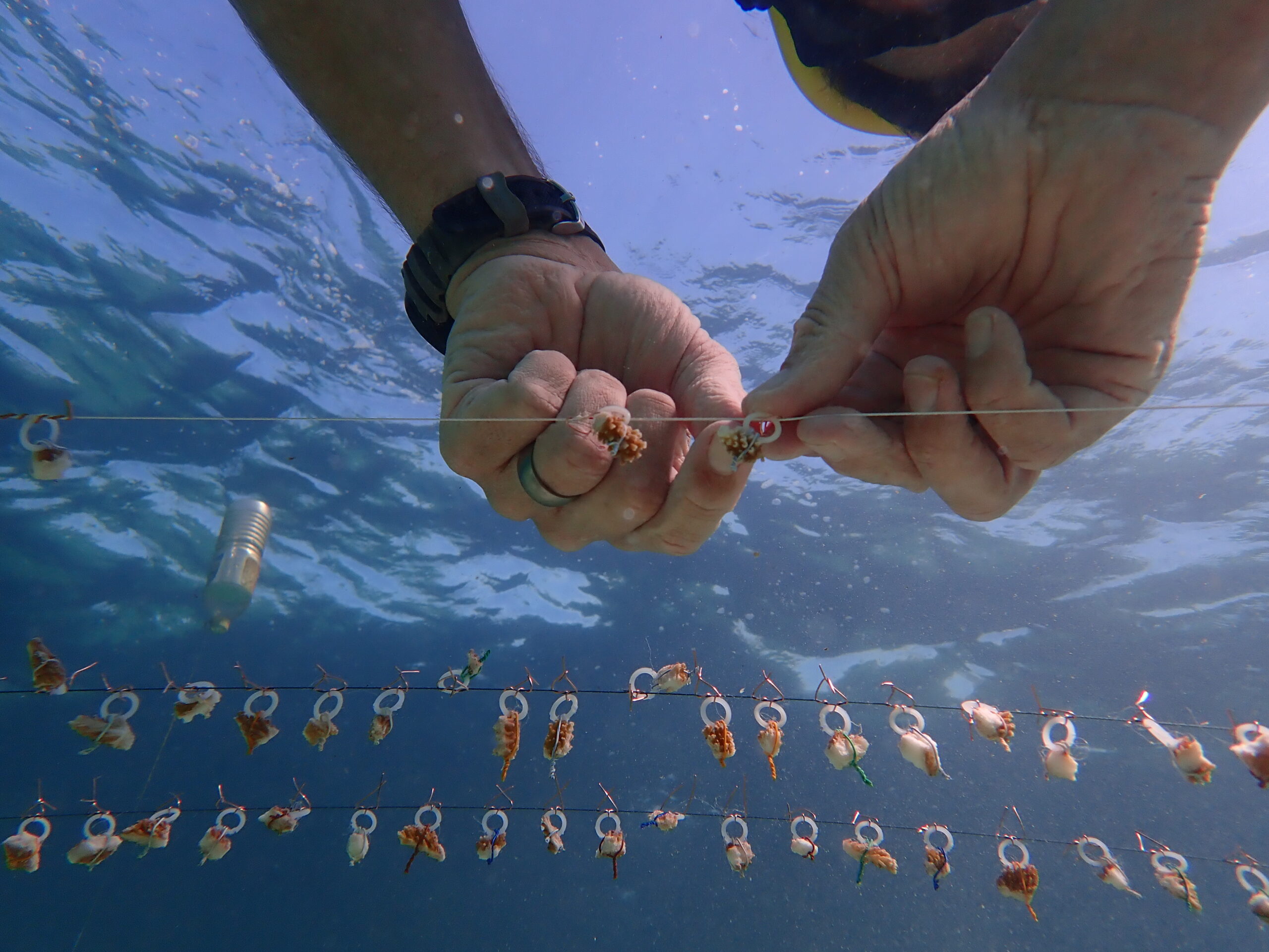 cbf-eba-facility-tackles-mangrove-and-coral-restoration-in-the