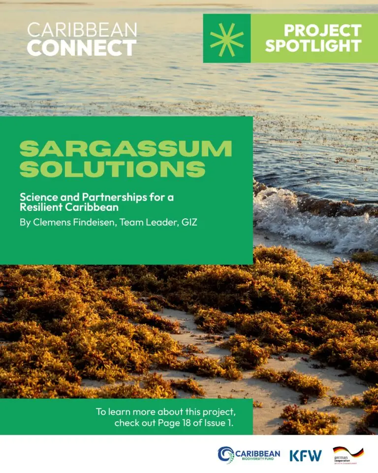 Sargassum Solution