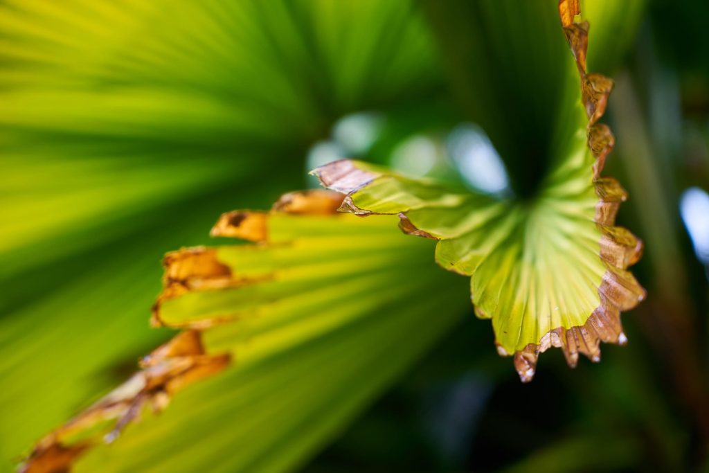 Ecosystem-based Adaptation (EbA) Facility’s Fourth Call for Proposals