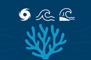 Reef Resilience Financing Mechanisms in the Caribbean